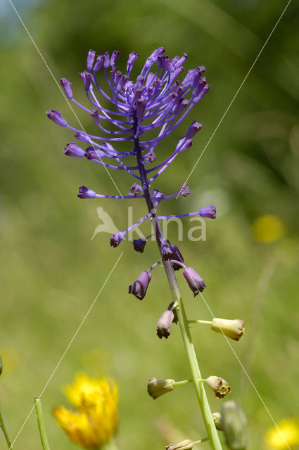 Kuifhyacint (Muscari comosum)