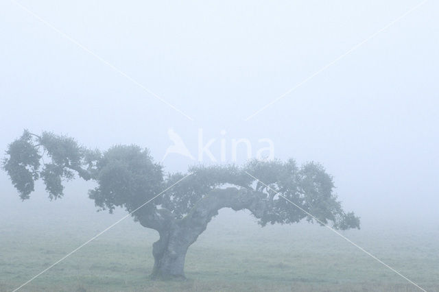 Cork Oak (Quercus suber)