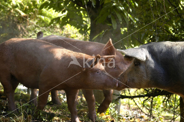 Pig (Sus domesticus)