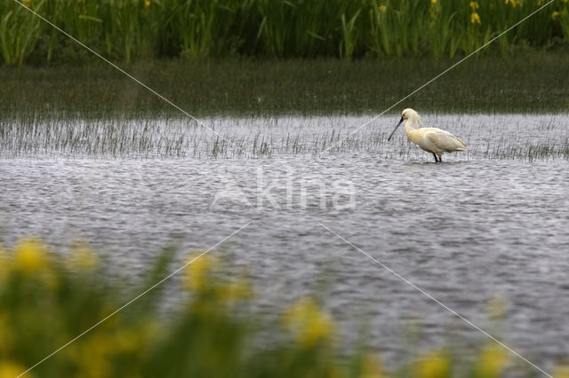 Eurasian Spoonbill (Platalea leucorodia)