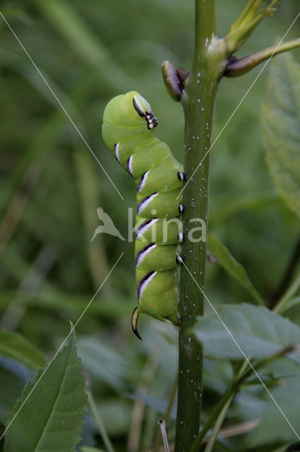 Privet Hawk-moth (Sphinx ligustri)