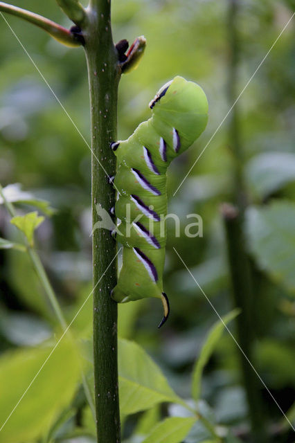 Privet Hawk-moth (Sphinx ligustri)