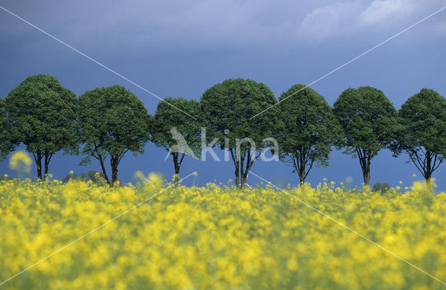 Lime (Tilia)