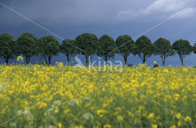 Lime (Tilia)