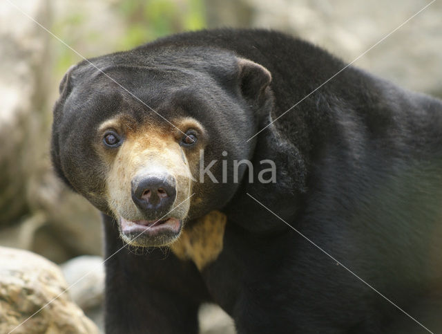 sun bear