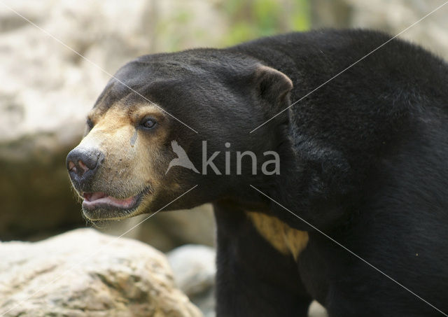 sun bear