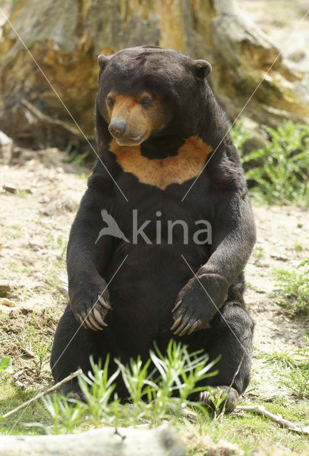 sun bear