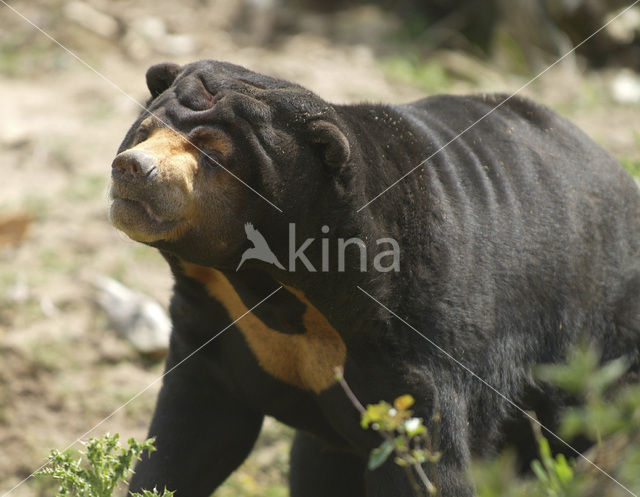 sun bear