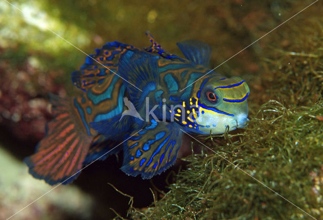 Mandarinfish (Synchiropus splendidus)