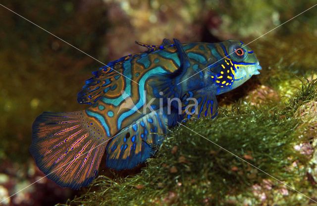 Mandarinfish (Synchiropus splendidus)