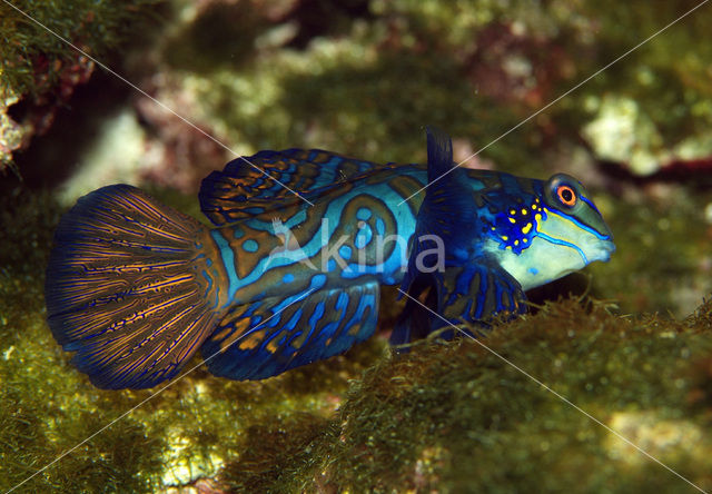 Mandarinfish (Synchiropus splendidus)