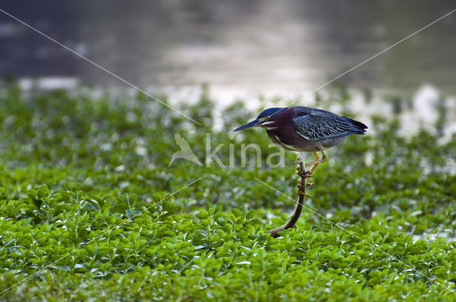 Green-backed Heron (Butorides striatus)