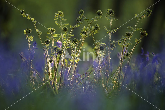 Mannetjesvaren (Dryopteris filix-mas)