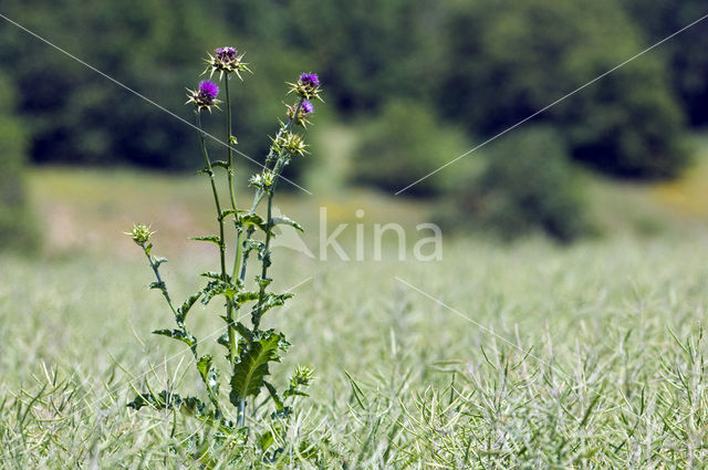 Milk Thistle (Silybum marianum)