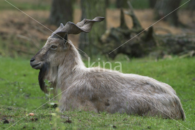 Markhor (Capra falconeri)