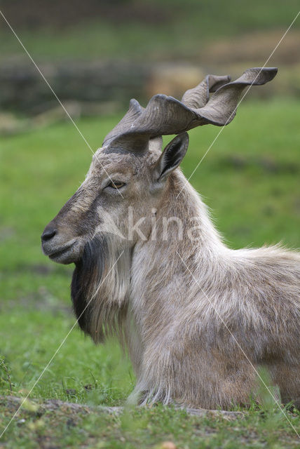 Markhor (Capra falconeri)