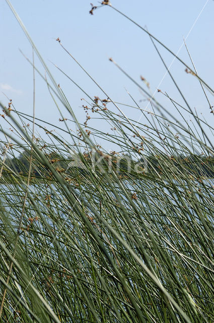 Mattenbies (Scirpus lacustris)