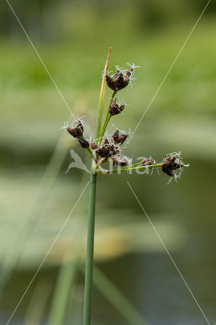 Bulrush (Scirpus lacustris)