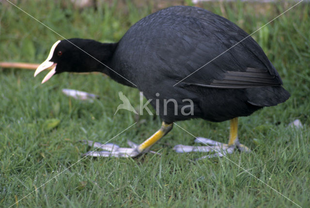 Common Coot (Fulica atra)