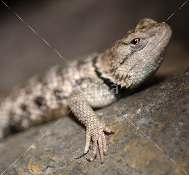 Desert Spiny Lizard (Sceloporus magister)