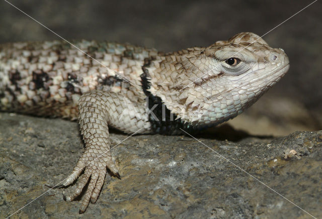 Desert Spiny Lizard (Sceloporus magister)