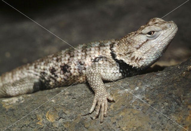 Desert Spiny Lizard (Sceloporus magister)