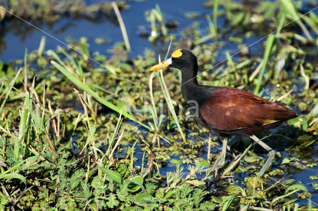 Mexicaanse Jacana (Jacana spinosa)