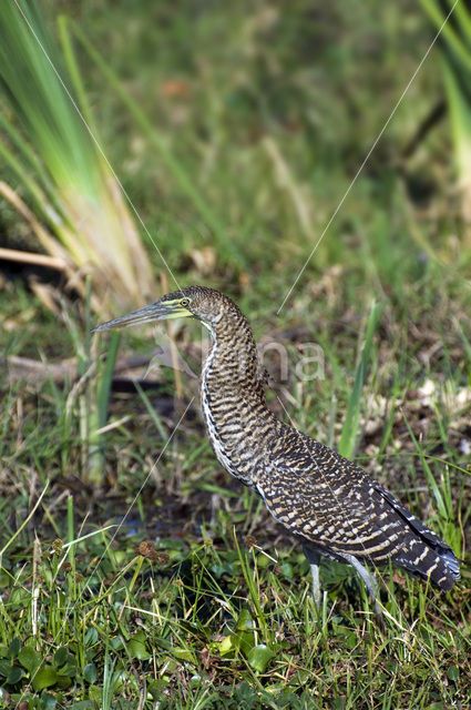 Bare-throated Tiger-Heron (Tigrisoma mexicanum)