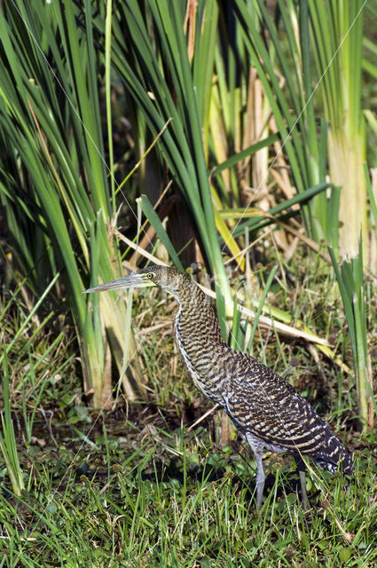 Bare-throated Tiger-Heron (Tigrisoma mexicanum)