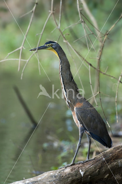 Mexicaanse tijgerroerdomp (Tigrisoma mexicanum)