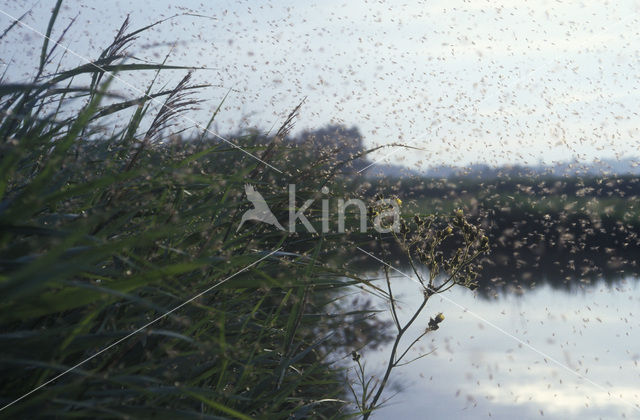 Ant