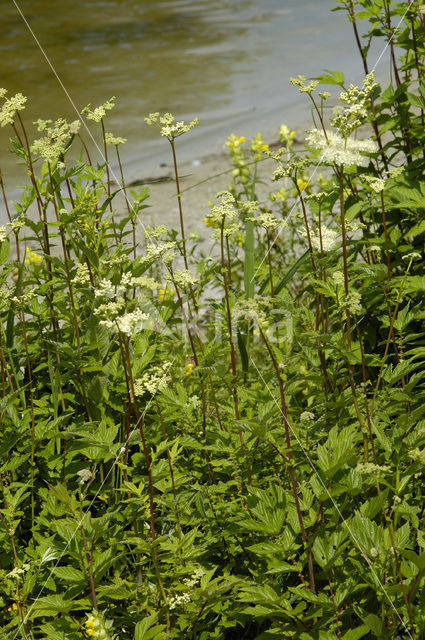 Moerasspirea (Filipendula ulmaria)