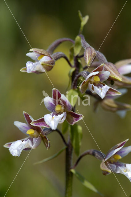 Marsh Helleborine (Epipactis palustris)