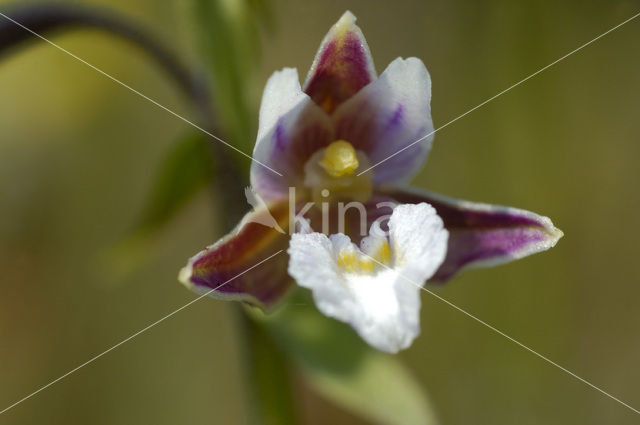 Moeraswespenorchis (Epipactis palustris)