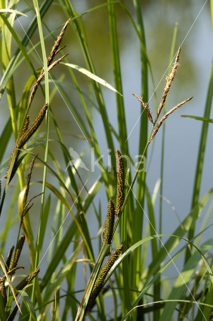 Moeraszegge (Carex acutiformis)