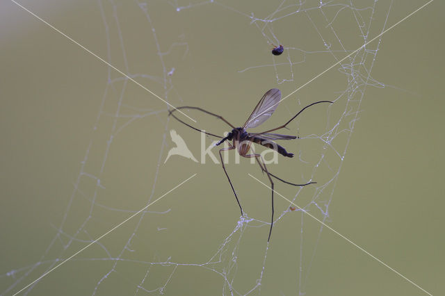 mosquito