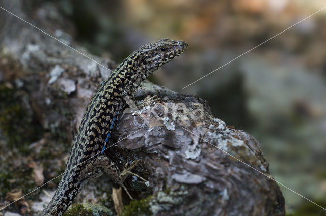 Wall Lizard (Podarcis muralis)