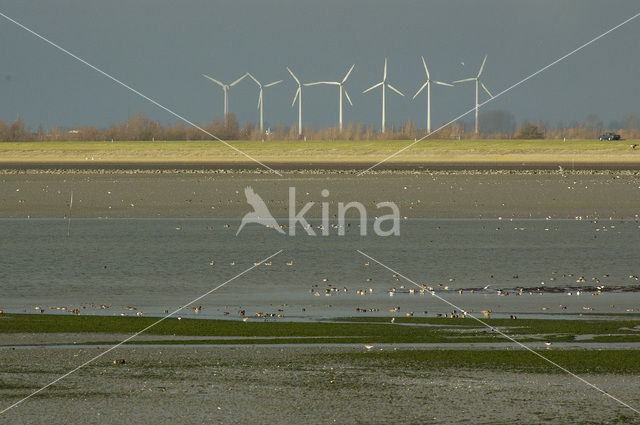 National Park Oosterschelde