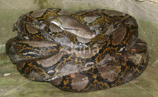 Netpython (Python reticulatus)