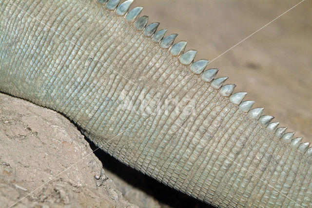 horned ground iguana (Cyclura cornuta)