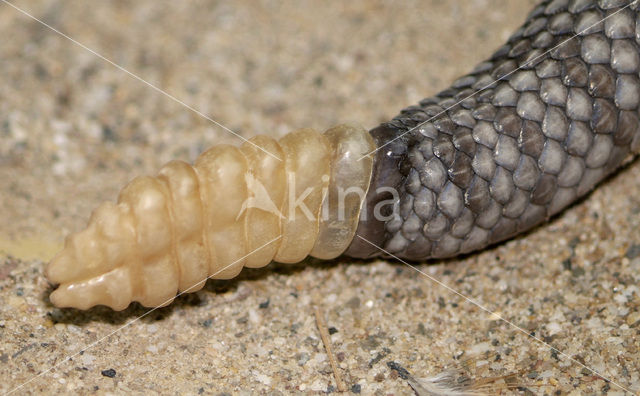 Oaxacus ratelslang (Crotalus basiliscus oaxacus)