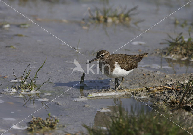 Oeverloper (Actitis hypoleucos)