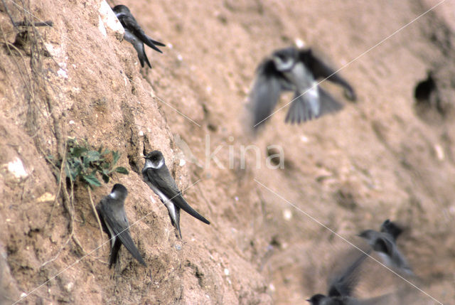 Bank Swallow (Riparia riparia)