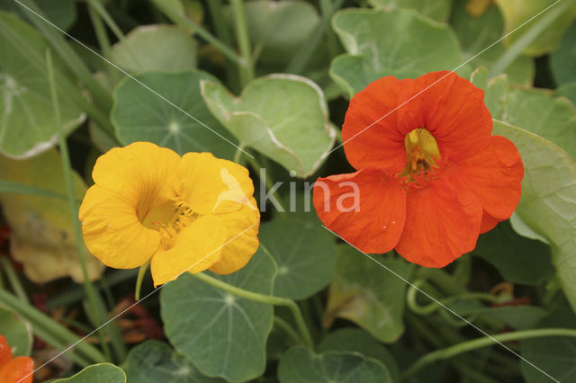 Garden Nasturnium (Tropaeolum majus)