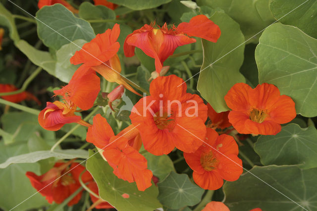 Garden Nasturnium (Tropaeolum majus)