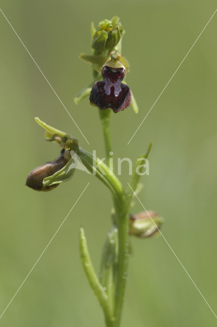 Ophrys passionis