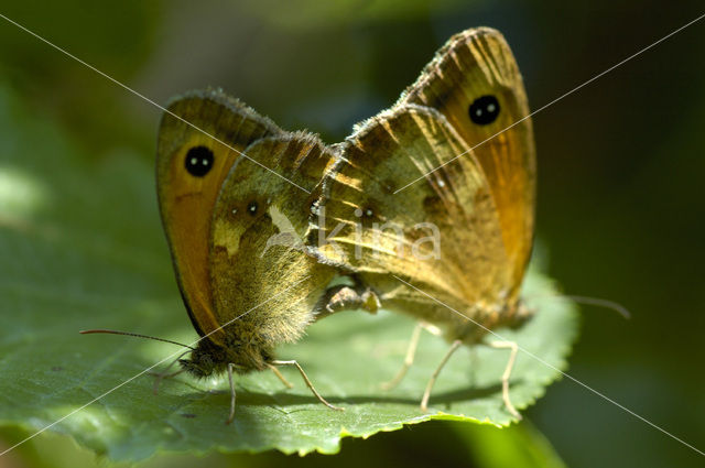 Oranje zandoogje (Pyronia tithonus)