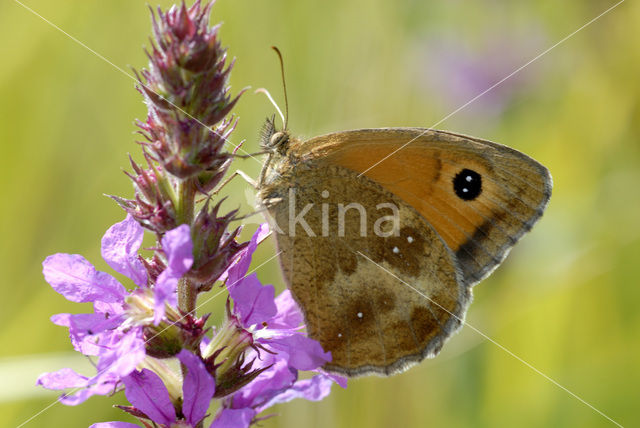 Oranje zandoogje (Pyronia tithonus)