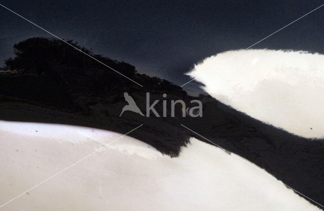 Killer Whale