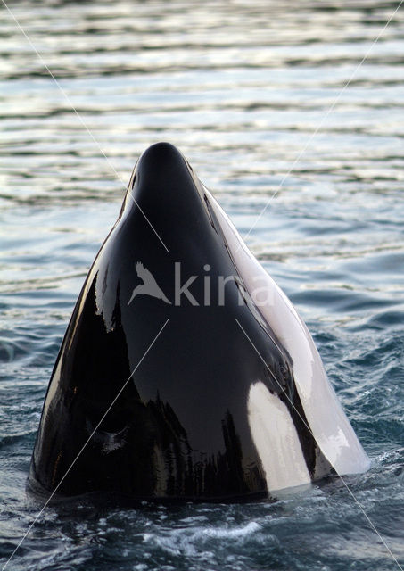 Killer Whale